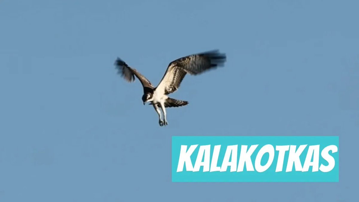 Kalakotkas (Pandion haliaetus; Osprey) youtube.com/watch?v=gsyYO2… 

🎥 Kalle Pihelgas
📍#Eesti, #Pärnu maakond, #Lääneranna vald, #Hanila
🕐 2024-09-29

#Kalakotkas #Pandionhaliaetus #Osprey #kotkas #lind #eestilind #linnuvaatlus #Aves #Haukalised #Accipitriformes
