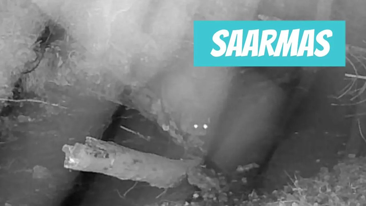 Saarmas (Lutra lutra; European otter) youtube.com/watch?v=WfB4cR… 

🎥 Arnold Kristjuhan
📍#Eesti, #Rapla maakond, #Märjamaa vald, #Lestima küla, #Hageri
🕐 2024-09-12

#Saarmas #Lutralutra #Europeanotter #Ūdrs #Hariliksaarmas #udras #loom #eestiloom