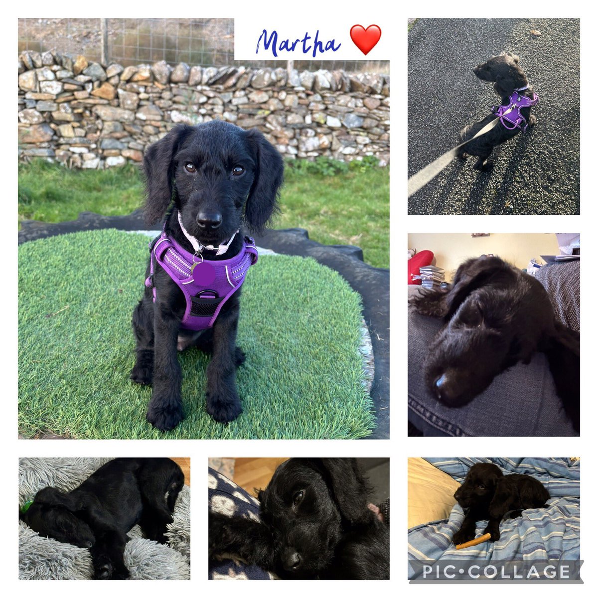 ManonReid's tweet photo. Croeso adref Martha, welcome home Martha ❤️ https://t.co/VVLHJVXiQk