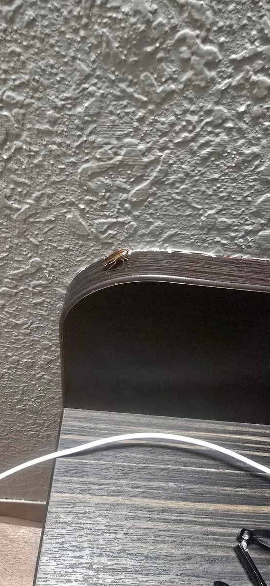 JoshieBreakfast's tweet photo. When you stay at @motel6, they don't leave the light on, but they will leave the cockroaches out for you. @agoda will be more than happy to book your next #RoachMotel trip with #Motel6 or any of their other poor business partners. #Travel https://t.co/nDkOqqFQg5
