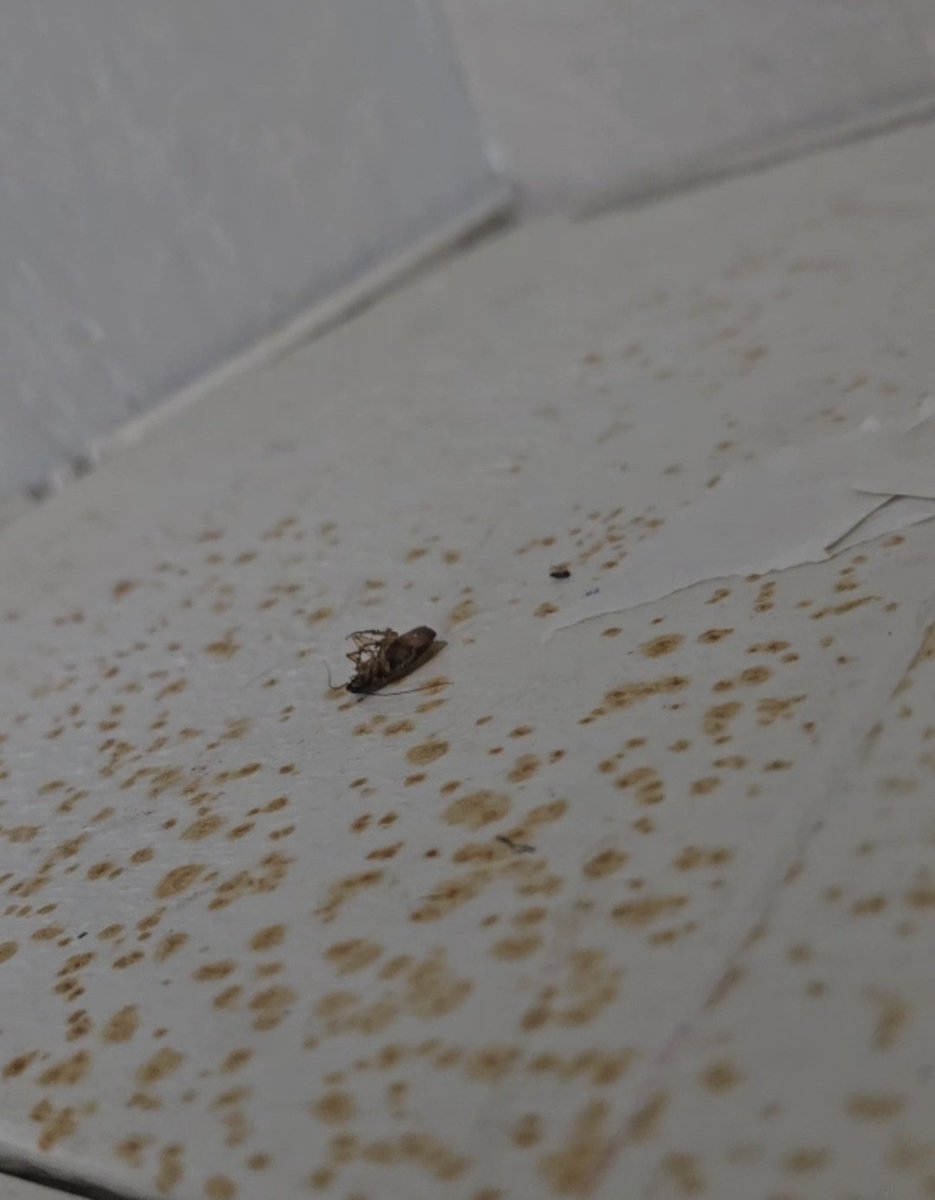 JoshieBreakfast's tweet photo. When you stay at @motel6, they don't leave the light on, but they will leave the cockroaches out for you. @agoda will be more than happy to book your next #RoachMotel trip with #Motel6 or any of their other poor business partners. #Travel https://t.co/nDkOqqFQg5