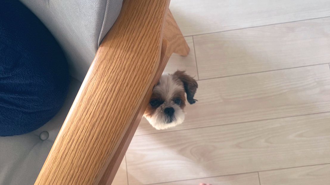 UQ573's tweet photo. 何食べてるん？って覗いてる🐶 https://t.co/3IL5vZLTG6
