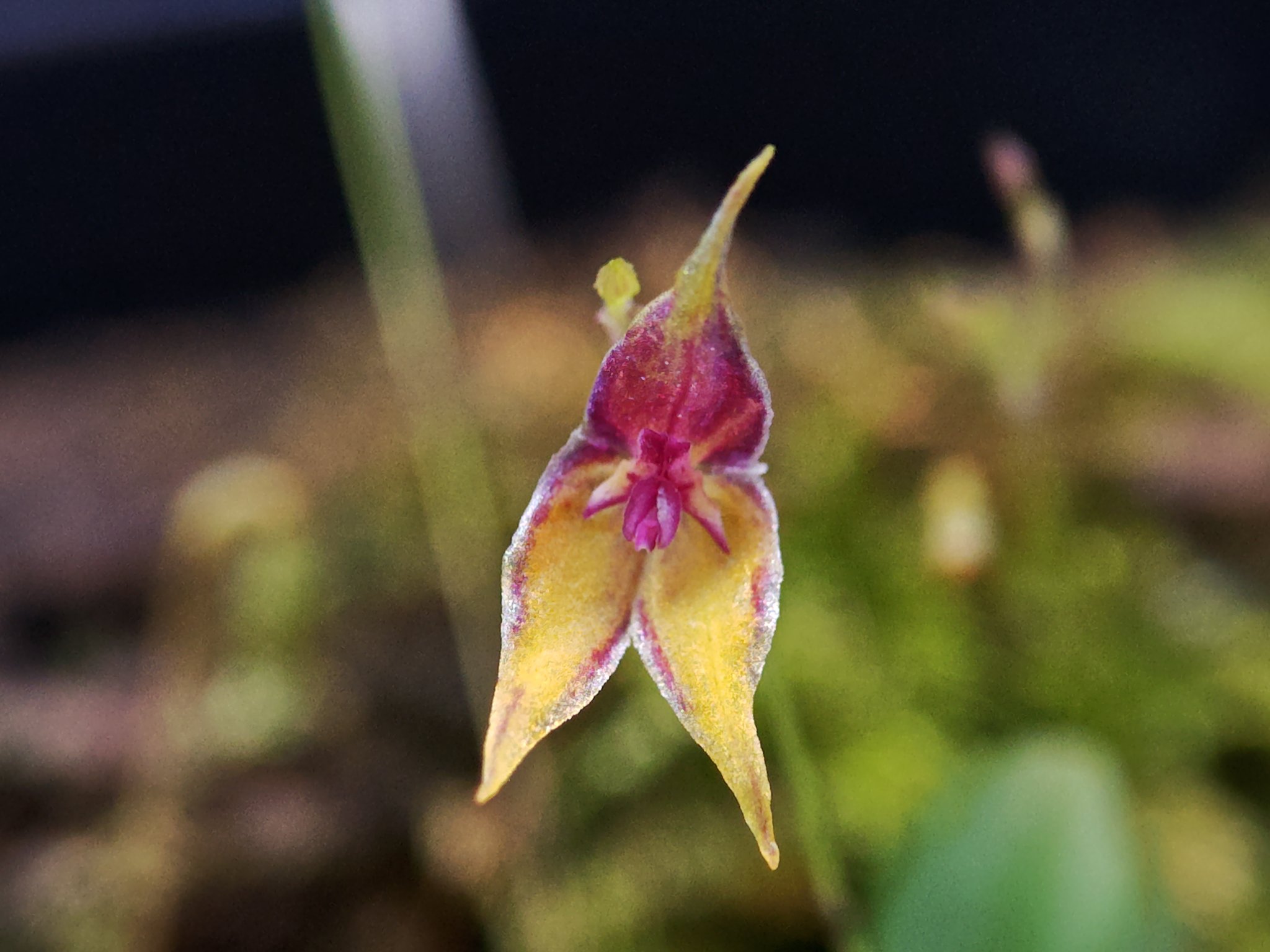 lepanthes aculeata レパンテスエクアドル雲霧原種　洋蘭パルダ 2025年最新】レパンテスの人気アイテム - メルカリ lepanthes