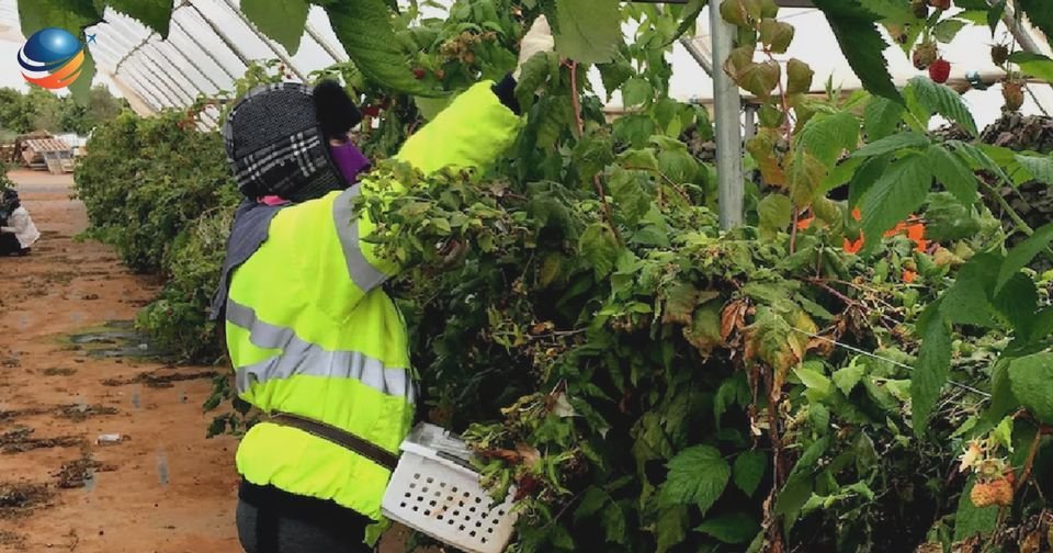 EuroVfs44676's tweet photo. The Australian Agriculture Visa subclass 482.
South Australia
#agriculture #visa #482visa #work #visa600 #visa482 #eurobanglavisaconsultancy https://t.co/XJdlOnw4gX