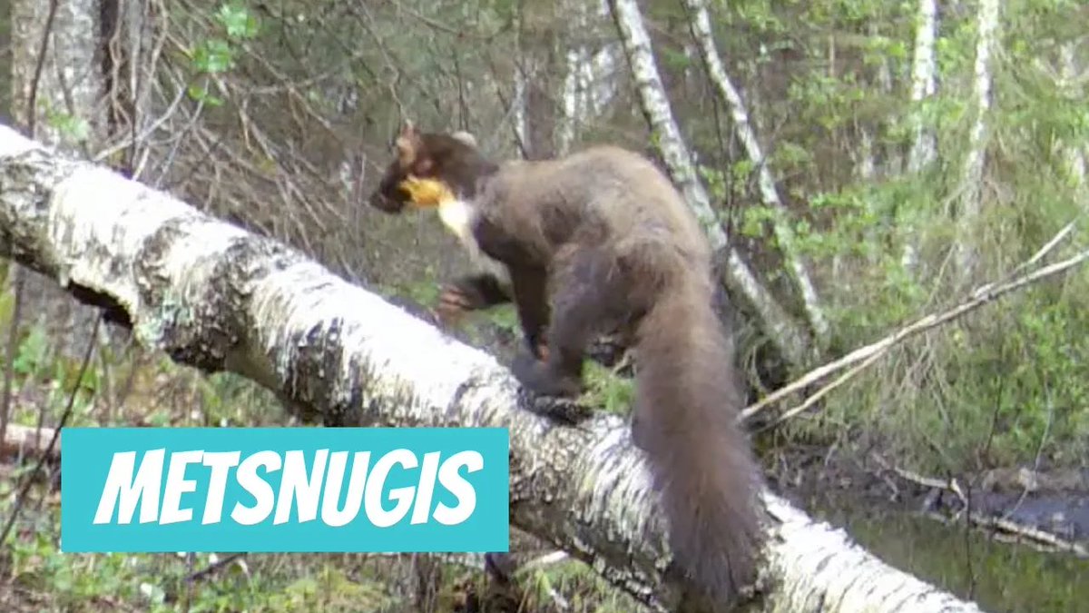 Metsnugis (Martes martes; European pine marten) youtube.com/watch?v=k914J4…

🎥 Arnold Kristjuhan
📍#Eesti, #Rapla maakond, #Märjamaa vald, #Lestima küla, #Hageri
🕐 2024-05-10

#Metsnugis #Martesmartes #Europeanpinemarten #eestiloomad #metsloomad #nugis
