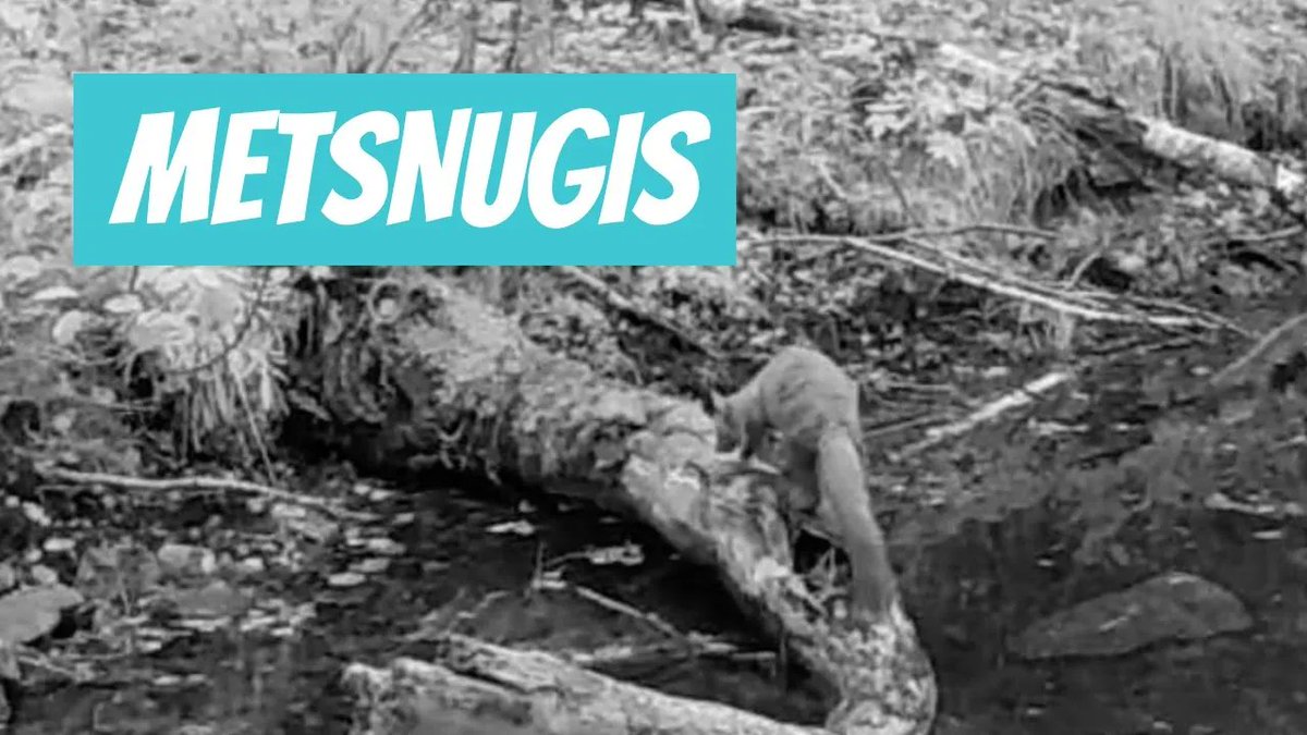 Metsnugis (Martes martes; European pine marten) youtube.com/watch?v=rkRxzL… 

🎥 Arnold Kristjuhan
📍#Eesti, #Rapla maakond, #Märjamaa vald, #Lestima küla, #Hageri
🕐 2024-09-12

#Metsnugis #Martesmartes #Europeanpinemarten #nugis #eestiloomad #Mežacauna #pinemarten #kiskja #Loomad
