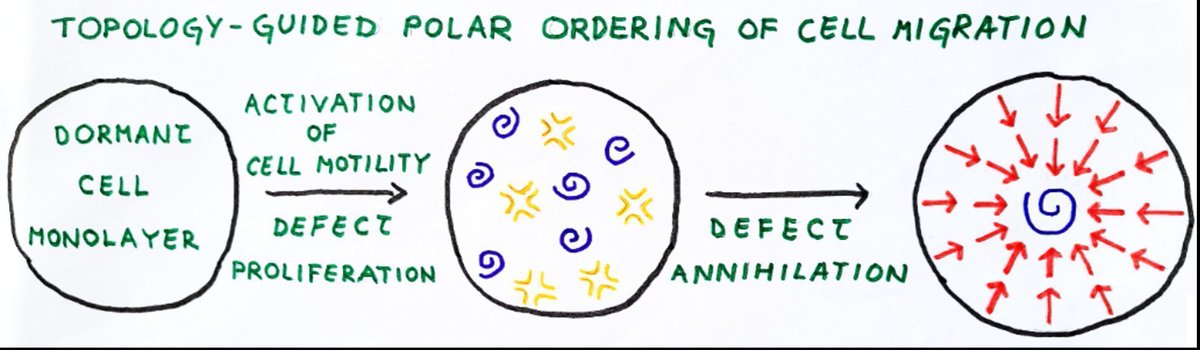 How do epithelial cells organize uniform polar orientation during long-range collective migration?
I'm <a href="/EmmaLng2/">Emma Lång</a>, and my research focus on collective cell behaviors. In this thread, I will take you through the concept of topology-guided polar ordering of collective cell migration