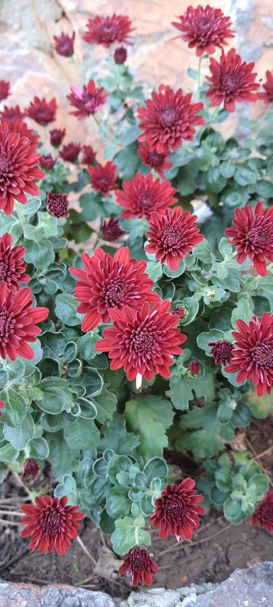 #8Yıl 2618. Gün 

"Haksızlık etmekten kaçınmak, taraf tutmamak anlamına gelmez! 
Tarafsızlık ahlaksızlıktır! 
Haksızlık etmekse, adaletsizliktir, yani zulümdür." 
Şaban Teoman Duralı 

#SağlıklıYaşamYürüyüşü'müzün kesintisiz 2618. gününü #Adana #Pozantı #Yenikonacık #Kırıntı'da