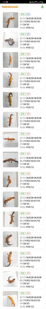 아... 청주에서 한 이틀 전에 레오파드 게코 18마리 유기된거 보고 화냈는데 오늘 보니까 15마리 추가로 같은 장소에서 발견되었다고 포인핸드에 업데이트 됐다.......
날도 추워지는데 이 친구들이 무사히 입양갈 수 있게 많관부