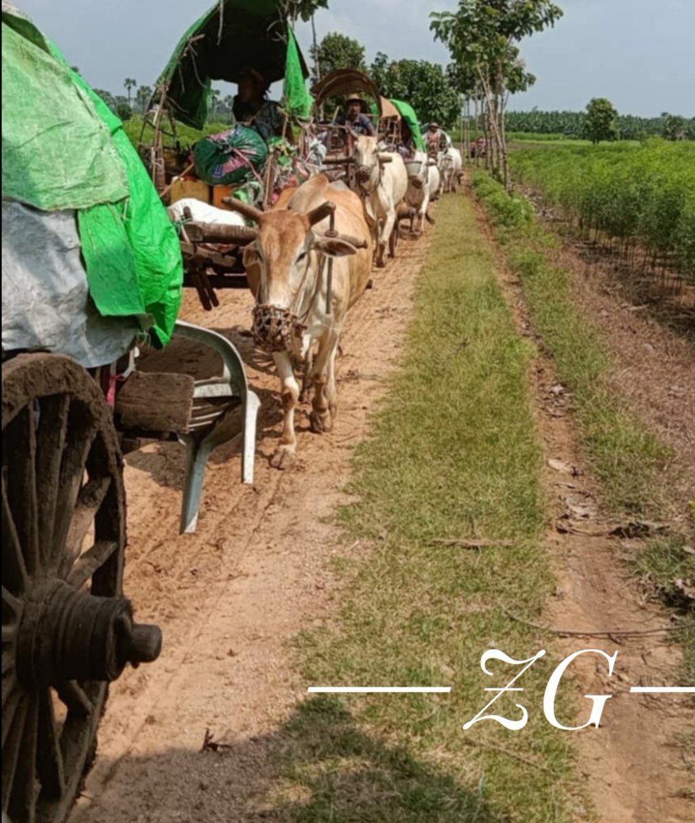 Zaygyi58144509's tweet image. Thousands of Civilians in #Budalin Township have been fleeing from their homes for #Survival. More than 7000 people have been displaced due to armful violence commited by Junta forces includimg artillery attacks.
#WhatsHappeningInMyanmar
#WarCrimesOfJunta
#IDPs
#SagaingUnit