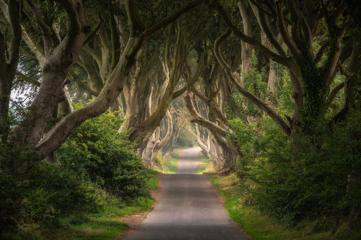 The Dark Hedges, Northern Ireland 🌳