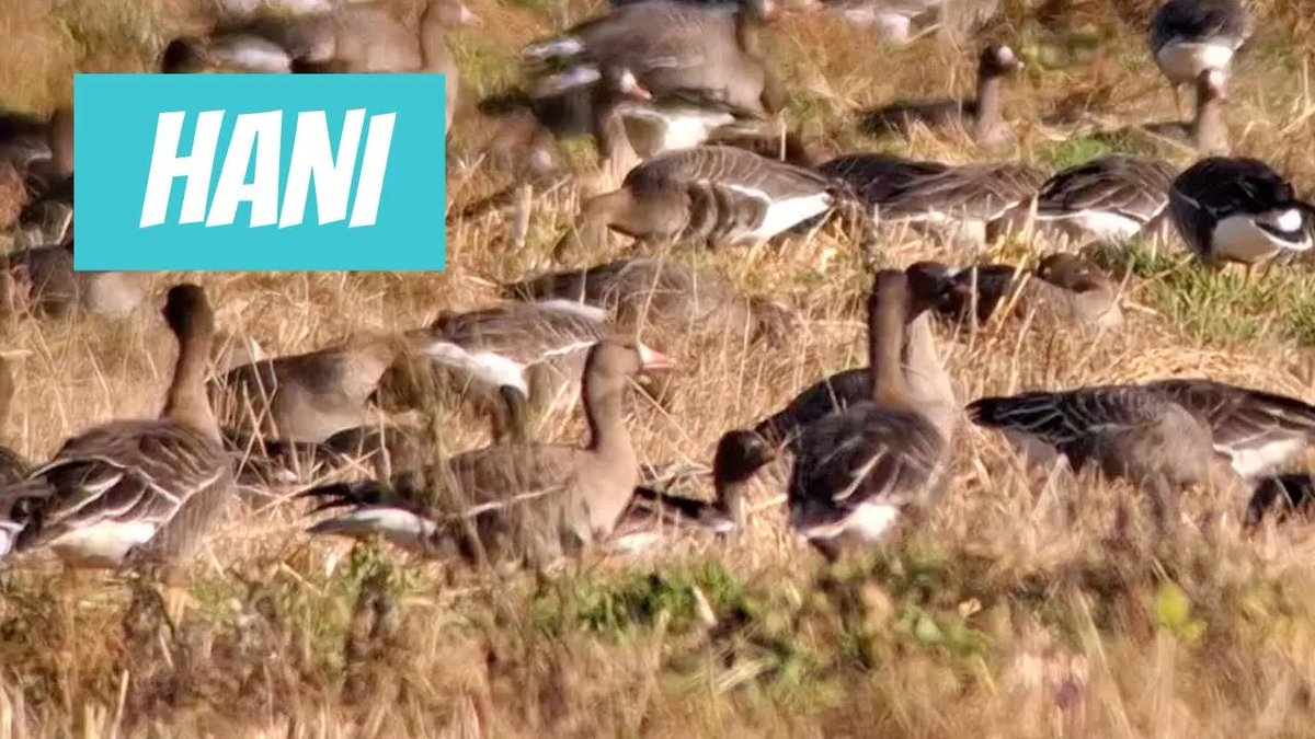 Hani (Anser; Grey geese) youtube.com/watch?v=s0m6Mp… 

🎥 Juri Mjatlin
📍#Eesti, Ida-Viru maakond, #Narva linn, #Vaivara
🕐 2024-10-12

#Hani #Anser #Greygeese #Greylaggoose #eestilinnud #linnud #lind #linnuvaatlus #lumehani #veelind #Aves #Galloanserae #Hanelised #Anseriformes