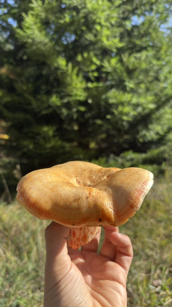 lempe808's tweet image. The Orange Milk Cap (Lactarius deterrimus) is a very common and edible mushroom found under spruce trees, known for its orange “milk” when cut. General all orange-milking mushrooms are edible and offer antiviral, antioxidative, anticancer, and antibiotic properties.