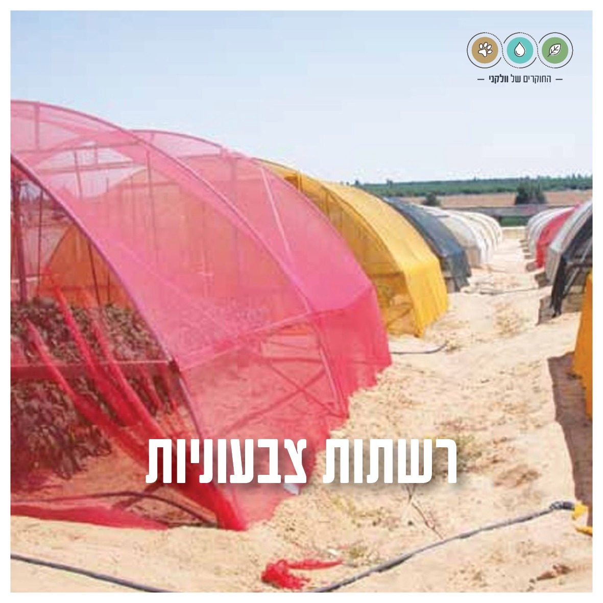 החוקרים של וולקני tweet media