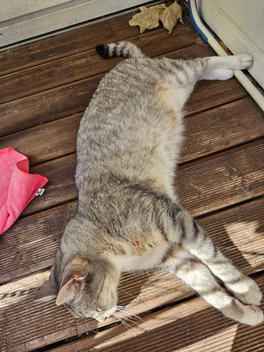 mustsebra's tweet photo. okei ma ei tea kas see aitab kuidagi AGA kui keegi PÄRNU LINNAS näeb sellist kassi kuskil, siis palun andke mulle teada :( ta minu pere kass 10a juba ja nyydseks mitu nädalat kadunud, võimalik, et keegi hoiab teda enda juures või siis ta on surnud, aga iga infokild aitab 🥺 https://t.co/P4DNSN9zf7