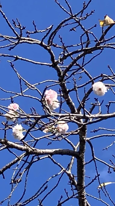 神奈川県の公園で桜が咲いてるみたいなんだけど…これ桜だよね?10月…。
