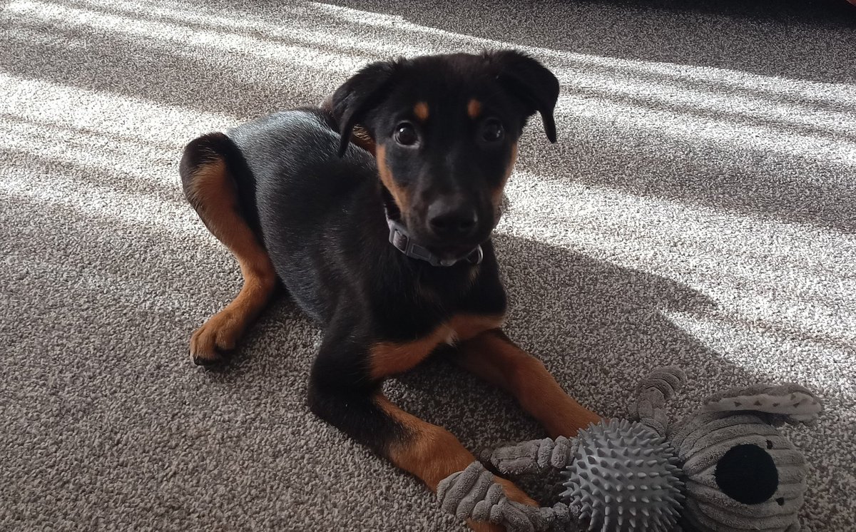 RedDMs's tweet image. Oh No! We've done something silly!! Meet the newest addition  #Mental #Puppy #Pets #AndSoItStarts #OhNoWhatHaveWeDone