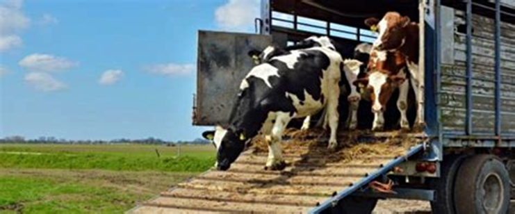 1/ El transporte de los animales es un período de estrés. Salen de un lugar al que se han habituado y la carretera, los ruidos, etc los alteran. Por ello debe hacerse de manera cuidadosa
La ley es estricta pero la UE amenaza ahora con hacerlo inviable
Abro hilo: 👇