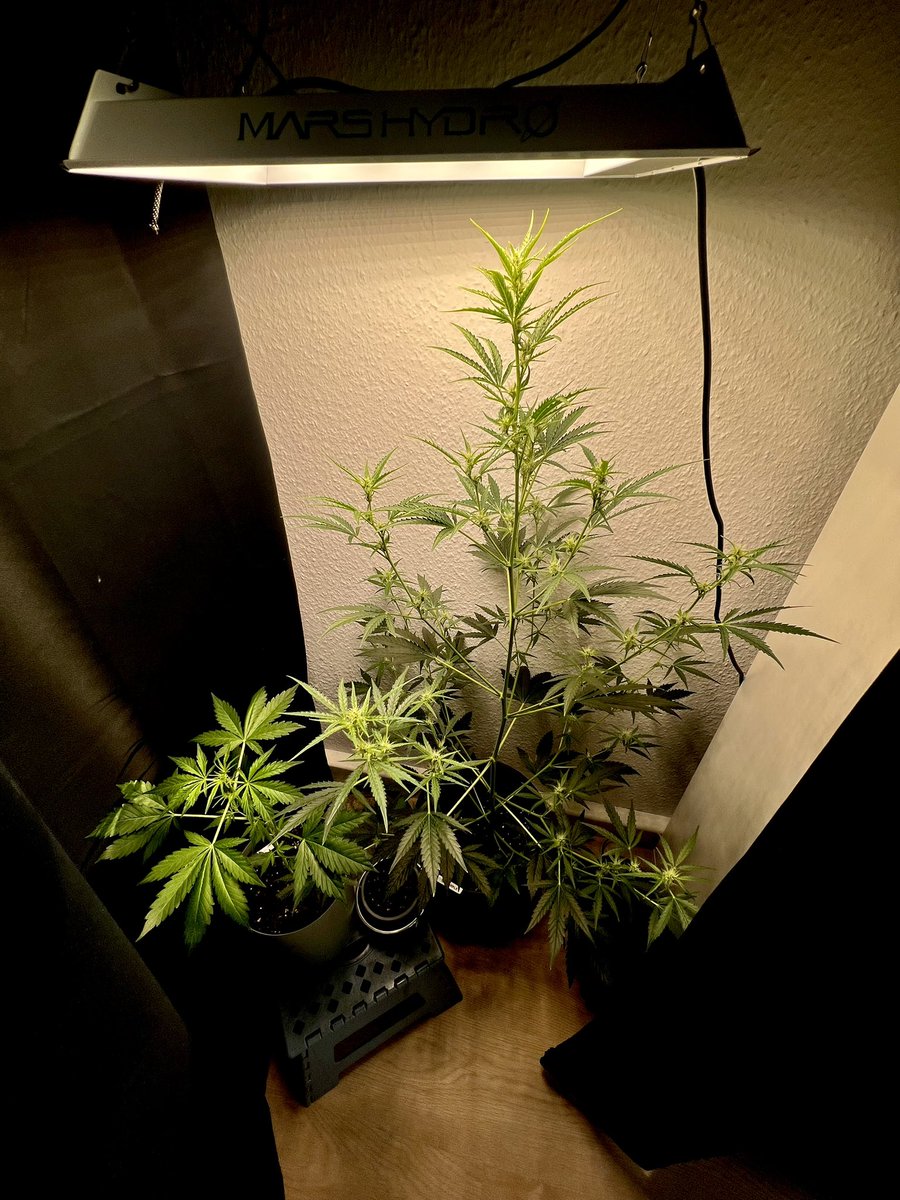 UncleDommyGrows's tweet photo. Good morning everyone,

Here’s an update on my babies today. I’ve prepped a seed for germination today (Lemon Haze). I’m also running a little experiment with @budznberries and @Vidaedor7 
Who will get the best results?
Stay tuned to get all the latest updates! https://t.co/RyFrnu2qKf