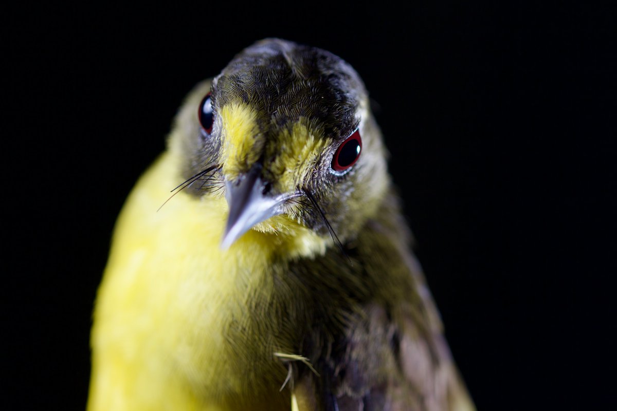 Biodiversity Initiative (@__biodiversity) on Twitter photo Fully funded BI PhD at St Andrews studying ants and ant-following birds in Africa!
findaphd.com/phds/project/d…
#ornithology #birds #myrmecology #ants #phd #biology #photo: <a href="/LukeLPowell/">Luke L. Powell</a> Fully funded BI PhD at St Andrews studying ants and ant-following birds in Africa!
findaphd.com/phds/project/d…
#ornithology #birds #myrmecology #ants #phd #biology #photo: <a href="/LukeLPowell/">Luke L. Powell</a>