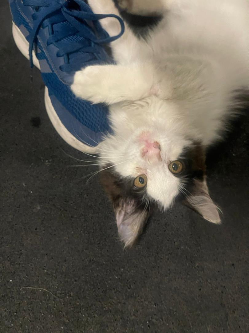 petlandco's tweet photo. دوستان برای این پسر ۴ ماهه امداد شده که حالشم خوبه دنبال سرپرست میگردیم
تهران
لطفا ریت کنید شاید خانواده خوبی پیدا کرد https://t.co/eqjkUYstz8