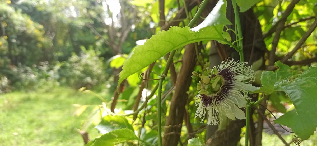 The Cliff tweet media