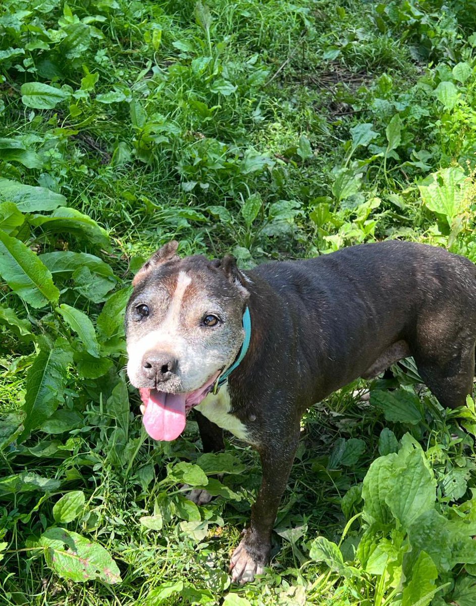 TROY BUSCA UN HOGAR😭

El frío ya está aquí y este bonachón aún no ha encontrado donde pasar el invierno😔 

Dale una oportunidad, se merece sentir el calor de un hogar🤧

Acogida o adopción🙏🏻

Si le ayudas compartiendo esta publicación, más posibilidades tendrá!