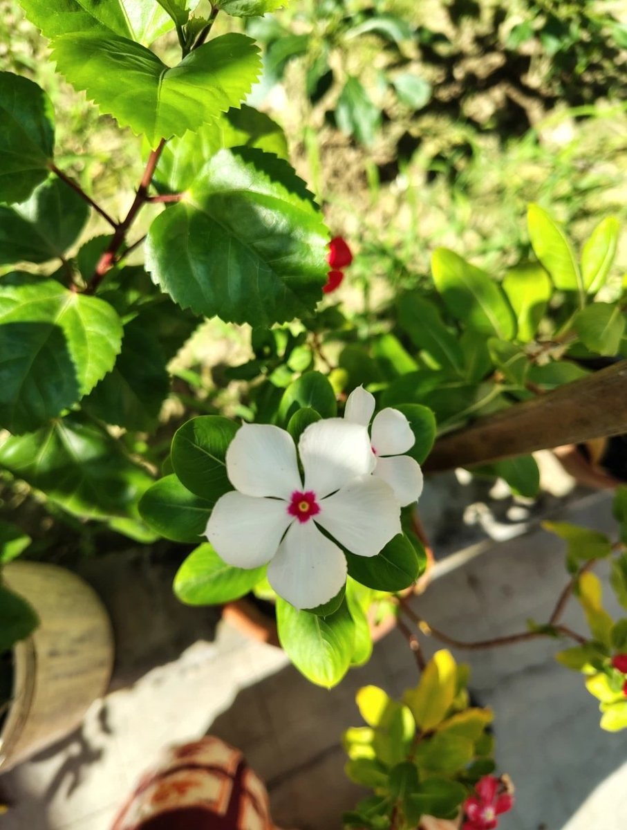 फूल से आशिक़ी का हुनर सीख ले
तितलियां ख़ुद रुकेंगी सदायें न दे🌼🌸🌼🌸