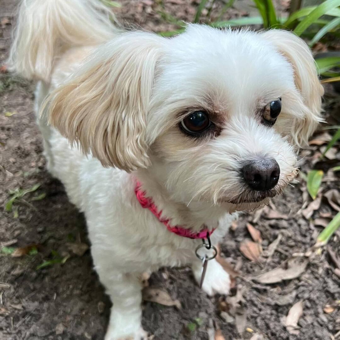 bushbark's tweet photo. Your hoomin loves you and thinks you are adorable, long or short coat. Happy Birthday! 💜 My #Precious #dog #dogsofinstagram https://t.co/ks0qFmPJxZ https://t.co/sMOUu4djyz