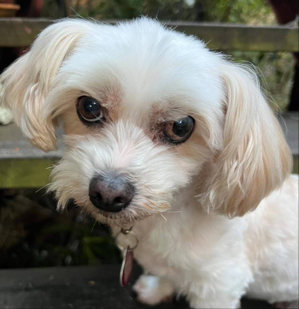 bushbark's tweet photo. 12 today and for my birthday this week i got a stupid haircut, thanks to my hoomin #dogs #dogsofinstagram #Precious https://t.co/XTonfYF8g7 https://t.co/vZ7v4UwdOb
