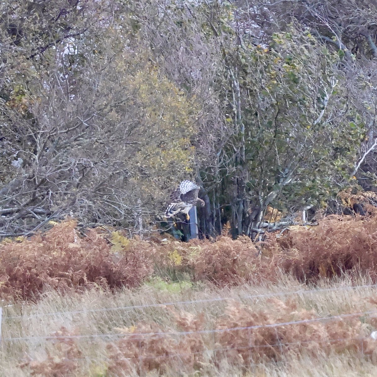 Mike Page tweet media