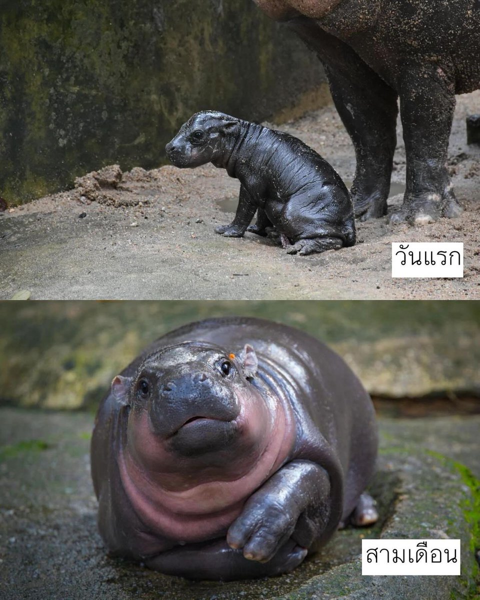 พลังนมแม่ หมูเด้งแรกเกิดvs หมูเด้ง 3เดือน