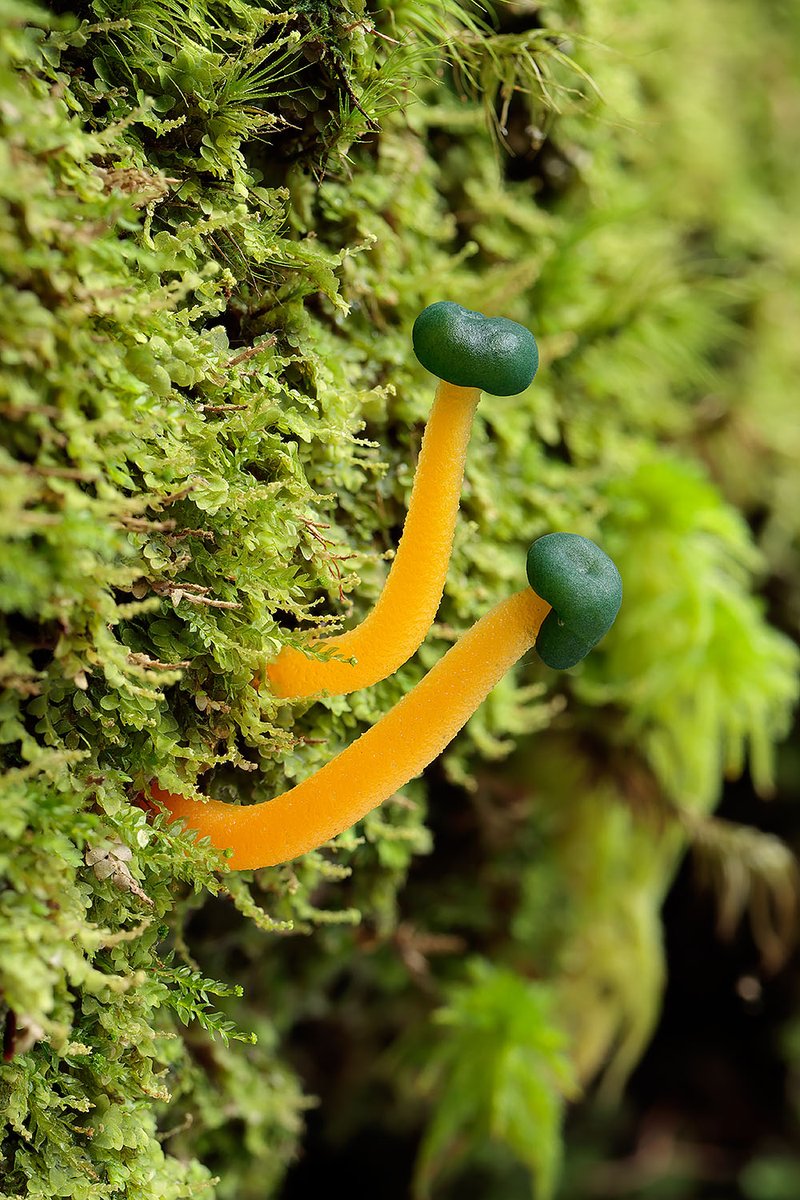 アカエノズキンタケ

Leotia stipitata (Bosc.) J. Schröt. がよく使われてますね。

どういうわけか、GBIF や Index Fungorum でヒットしないような。。。。。

2024.9.14 Nagano Pref. 1990m alt.
EOSR7, EFS35mm F2.8 MACRO
