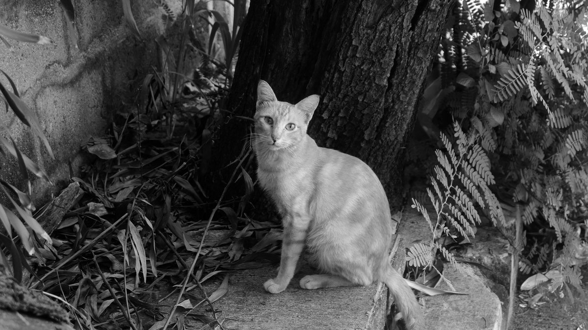 Kitty :)