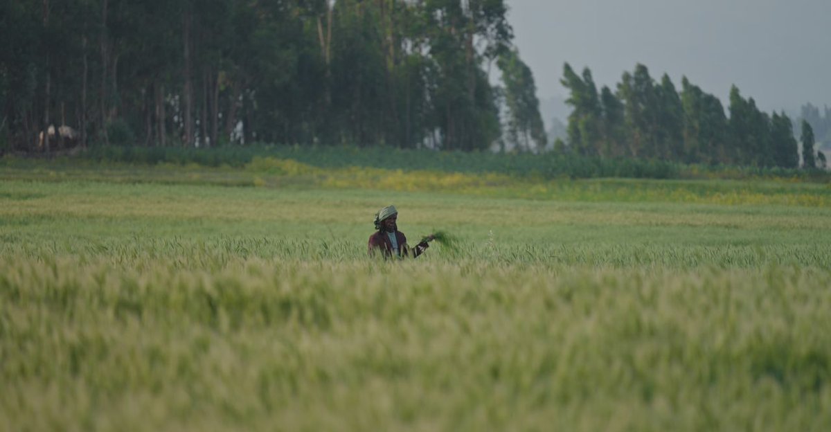 AbiyAhmedAli's tweet photo. Wheat productivity on 620 hectares of land in the Wereillu Woreda, located in the South Wollo Zone, has shown significant results. https://t.co/b7MOxFxZrl
