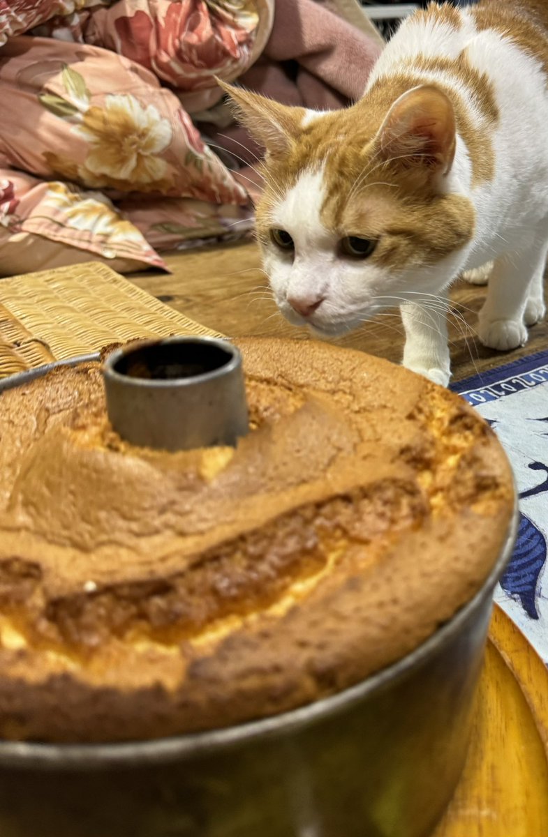 rattechaitea's tweet photo. ケーキが気になる https://t.co/FVsMh1PmI4
