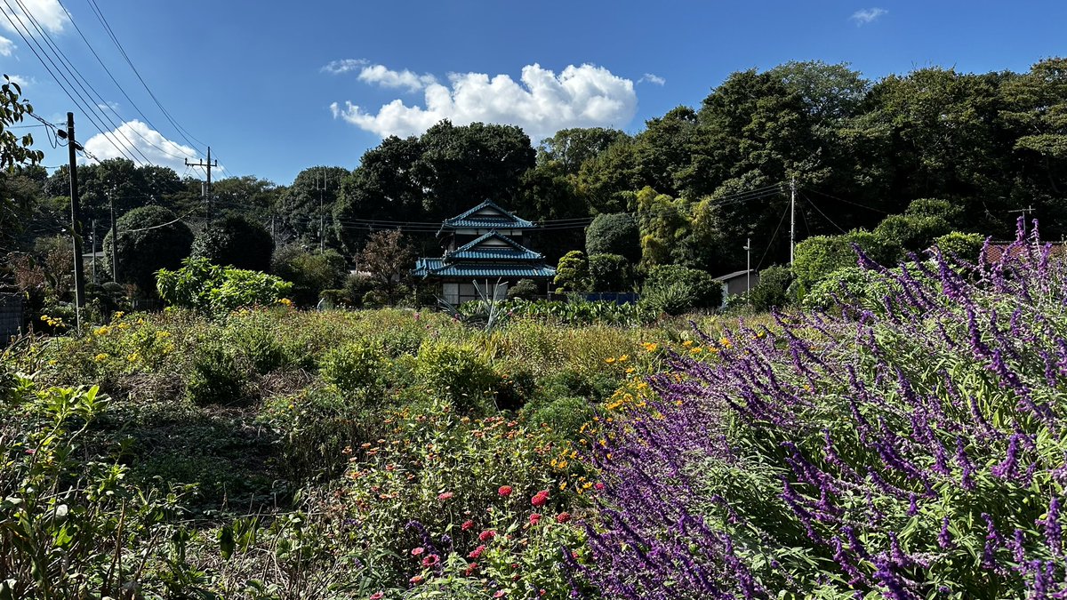 Struan_Tokyo's tweet image. This is the blue roofed house in my flower field pics. It’s always kept tidy but I’ve never seen anyone in it. Would be a shame to have it sitting empty 😭 #noda