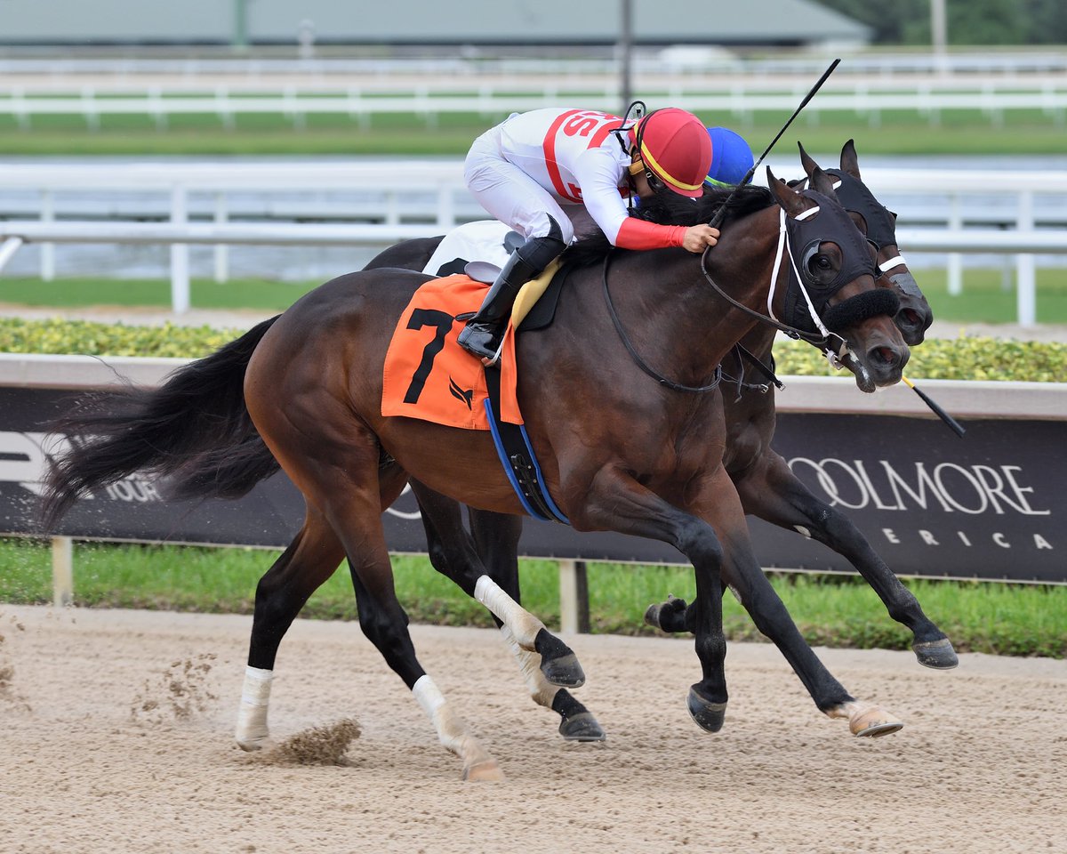 JFDAngelo's tweet photo. McKellen
Maiden Special Weight $65,000
Jockey: Edgar Perez
Trainer: Jose Francisco D’Angelo
Owner: Leon King Stable Corp
1️⃣3️⃣th victory for Jose Francisco D’Angelo #GulfstreamPark #SunshineMeet Saturday, October 19, 2024 #TeamDangelo
📸 @coglianesephoto • Lauren King • @RyanFromChicago