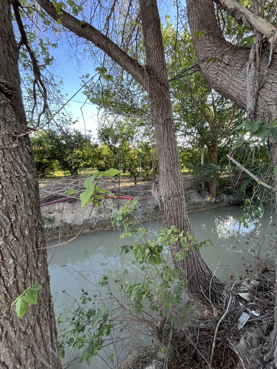🍋 🆘 Acequia Benetúcer 🆘

🧵1️⃣6️⃣ Decimos NO a la destrucción de este ecosistema que supone el último reducto de la Acequia Benetúcer, que insistimos, es acequia mayor.

Decimos NO a meter la acequia en una caja destruyendo vegetación y fauna.⬇️
