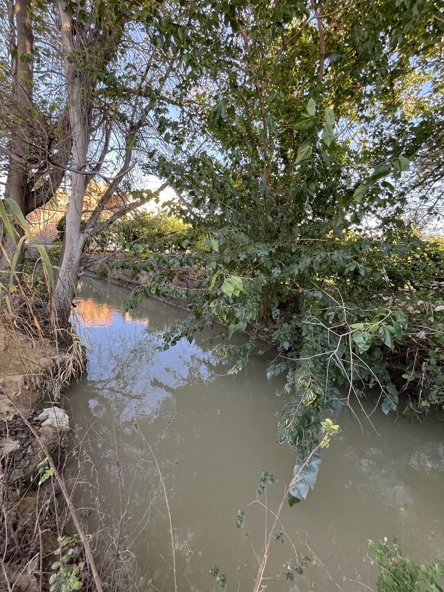 🍋 🆘 Acequia Benetúcer 🆘

🧵1️⃣7️⃣ Solicitamos al Ayuntamiento de Murcia que reconsidere su decisión e inste a la Junta de Hacendados a mantener la acequia en estado natural con su vegetación asociada y reparar el daño causado en 2022.⬇️