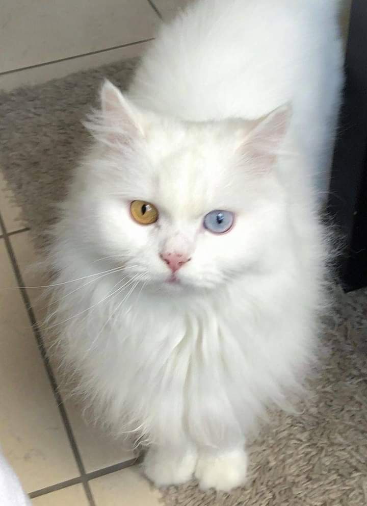 akrammerzouk090's tweet image. 