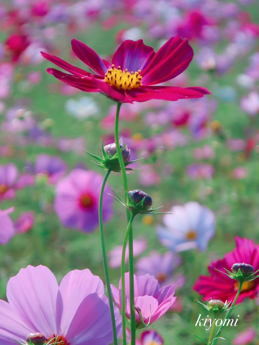 日曜日𓂃 𓈒𓏸❁⃘ 　　

(❀ᴗ͈ˬᴗ͈) ｡ஐஃ㋔㋡㋕㋹㋚㋮｡ஐஃ

穏やかな夜を⋆*･∴｡☽⋆ ⋆ 𓈒𓏸꙳･☁︎🌙

꒰ღ˘◡˘ற꒱.·˖*✩⡱⁎ .｡❀｡❀🍀

#ＴＬを花でいっぱいにしよう
#コスモス🌸