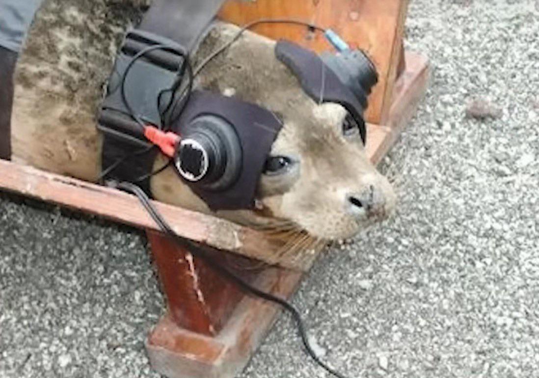MarioNawfal's tweet image. 🇺🇸U.S GOV FORCED SPACEX TO KIDNAP BABY SEALS FOR A COMPLIANCE EXPERIMENT

In the ongoing saga of stupid government regulations...

SpaceX was once forced to “kidnap” a seal and subject it to a strange experiment as part of regulatory compliance. 

Concerns over how the sonic…