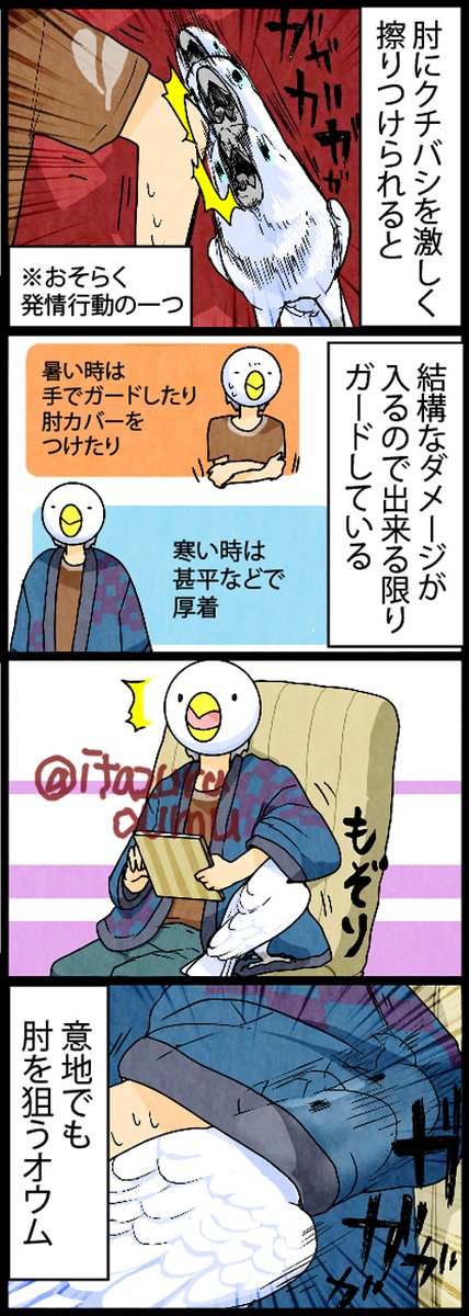 人体の骨を狙うオウム 