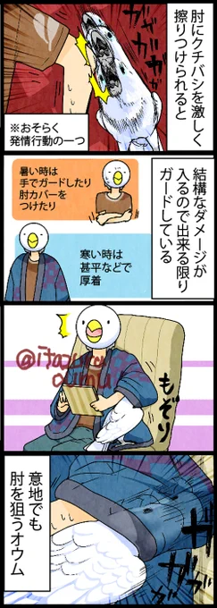 人体の骨を狙うオウム 