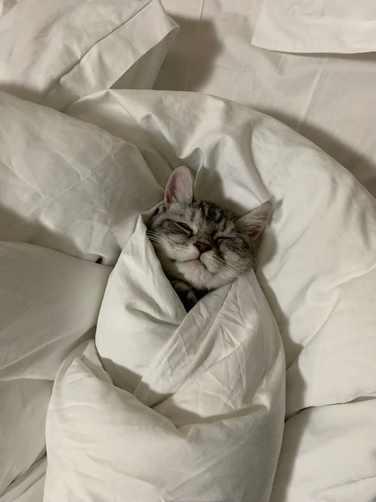 TheCatsX's tweet photo. Mood https://t.co/9ka9oF2cdP