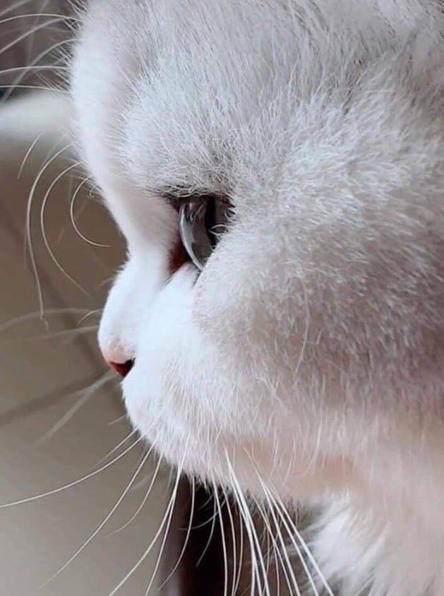 The Cats 𝕏 (@thecatsx) on Twitter photo 