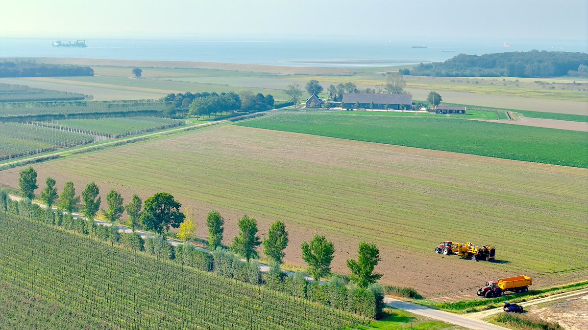 Aardappels rooien op vaste rijpaden bij biologisch akkerbouwbedrijf Meulwaeter in Kruiningen. 
🎥 video-> youtu.be/Qh5yKnC870w