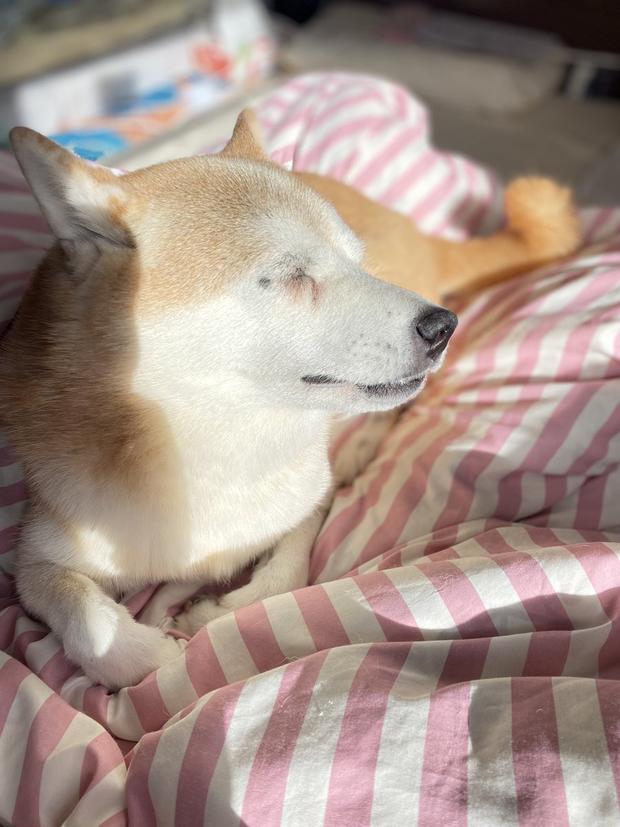 おばあわんのひなたぼっこ

#秘密結社老犬倶楽部
