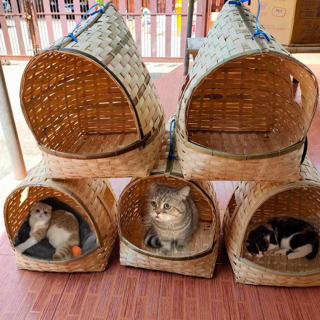 บ้านแมวสานมือฝีมือตายายสานงานภูมิปัญญาชาวบ้าน🐱 tweet media